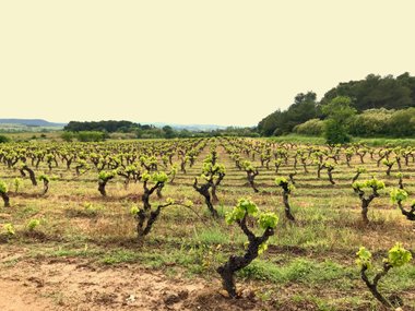 wijngaarden in Languedoc Corbieres Cru Boutenac